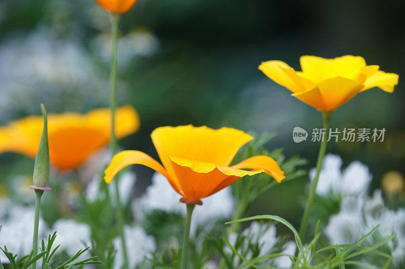 Eschscholzia californica花